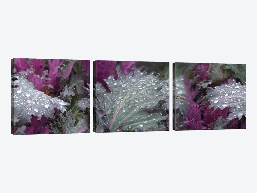 Close-Up Of Raindrops On Leaves I by Panoramic Images 3-piece Art Print