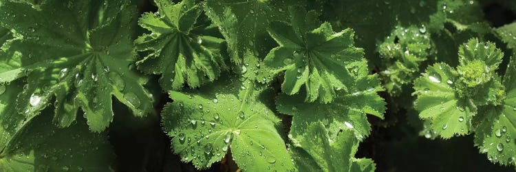 Close-Up Of Raindrops On Leaves II