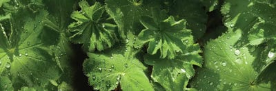 Close-Up Of Raindrops On Leaves III by Panoramic Images multi panel art