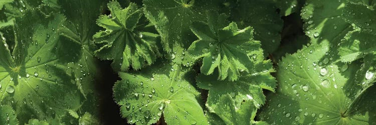 Close-Up Of Raindrops On Leaves III