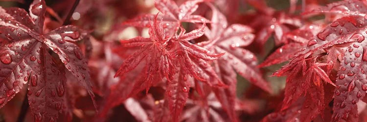 Close-Up Of Raindrops On Red Coleus Leaves