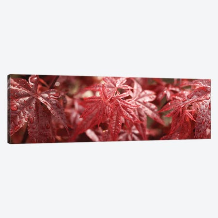 Close-Up Of Raindrops On Red Coleus Leaves Canvas Print #PIM14502} by Panoramic Images Canvas Artwork