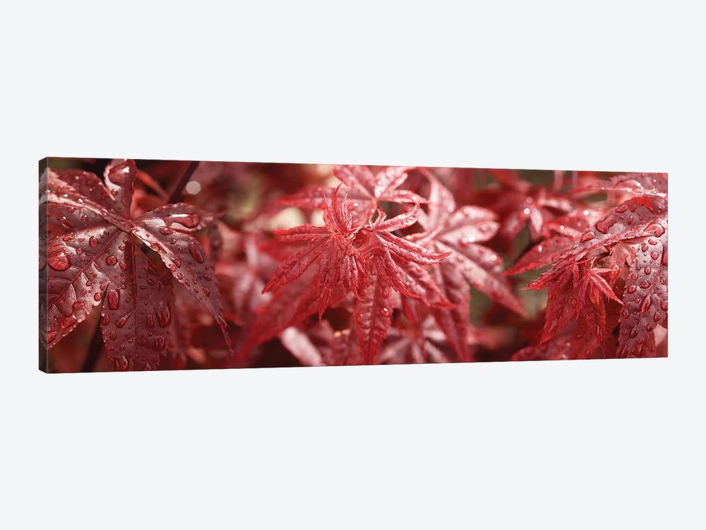 Close-Up Of Raindrops On Red Coleus Leaves by Panoramic Images 1-piece Canvas Art