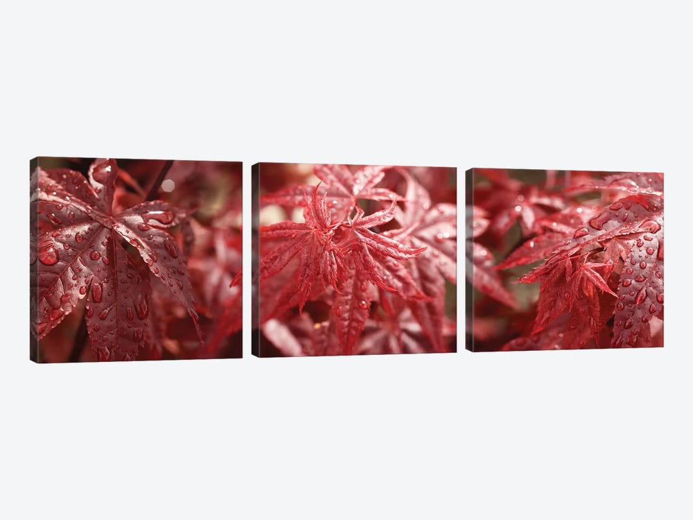 Close-Up Of Raindrops On Red Coleus Leaves by Panoramic Images 3-piece Canvas Artwork