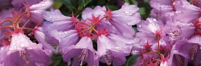 Close-Up Of Raindrops On Rhododendron Flowers I by Panoramic Images multi panel art