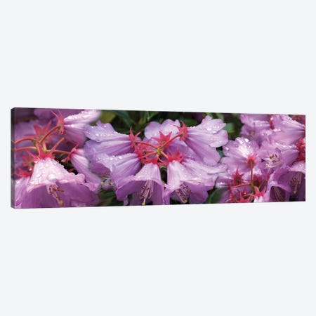 Close-Up Of Raindrops On Rhododendron Flowers I Canvas Print #PIM14503} by Panoramic Images Canvas Wall Art
