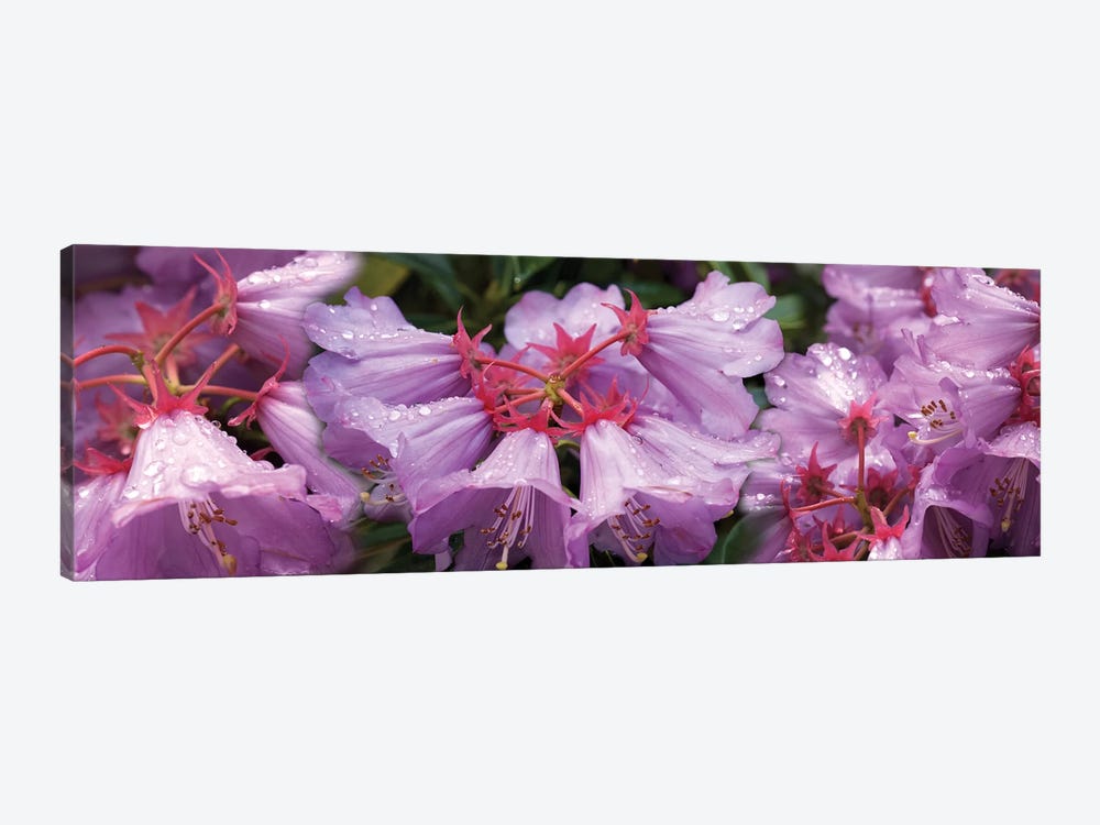 Close-Up Of Raindrops On Rhododendron Flowers I by Panoramic Images 1-piece Art Print