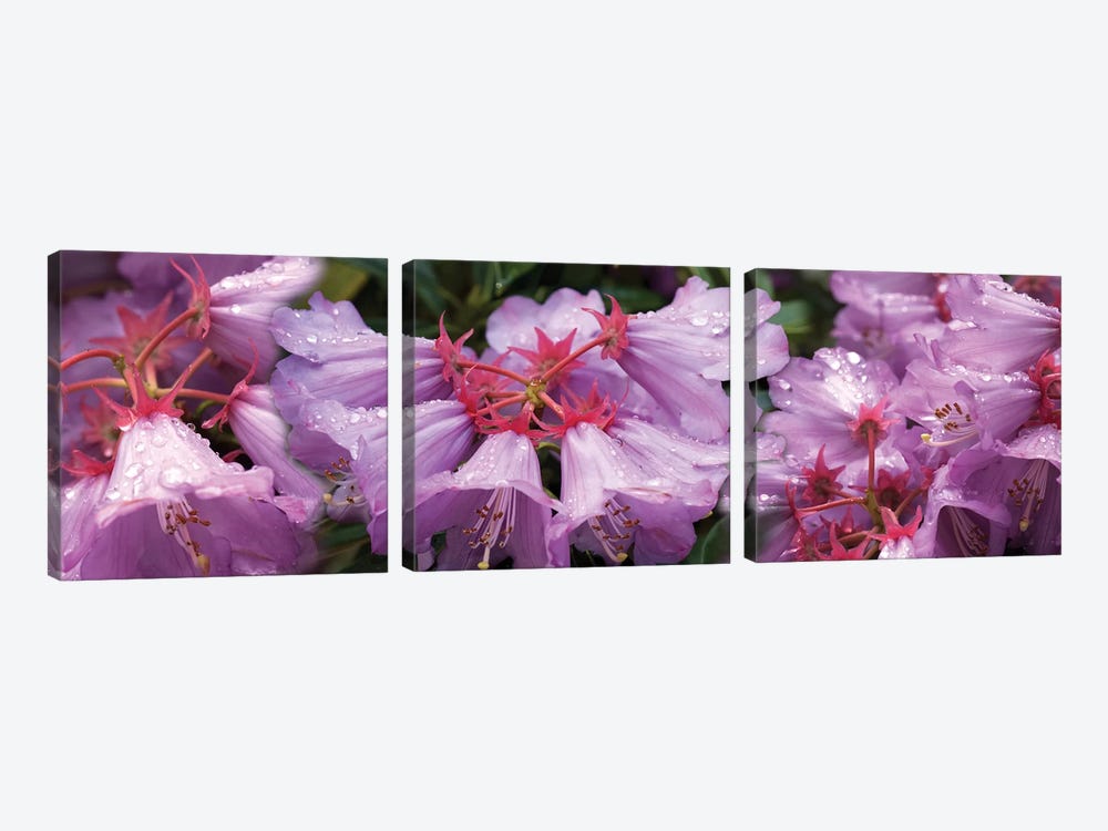 Close-Up Of Raindrops On Rhododendron Flowers I by Panoramic Images 3-piece Canvas Art Print
