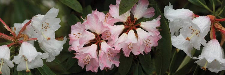 Close-Up Of Raindrops On Rhododendron Flowers II