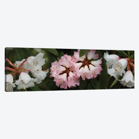 Close-Up Of Raindrops On Rhododendron Flowers II Canvas Print #PIM14504} by Panoramic Images Canvas Art Print