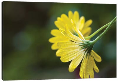 Close-Up Of Raindrops On Yellow African Daisy Flowers (Voltage Yellow Osteospermum), Florida, USA Canvas Art Print - Daisy Art