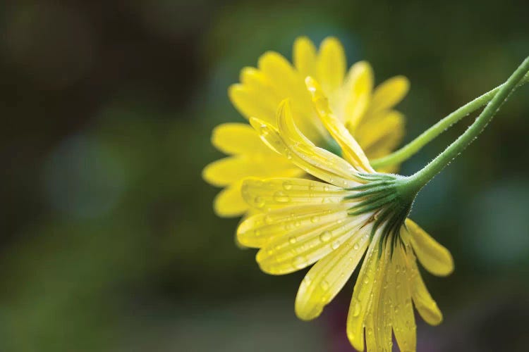 Close-Up Of Raindrops On Yellow African Daisy Flowers (Voltage Yellow Osteospermum), Florida, USA