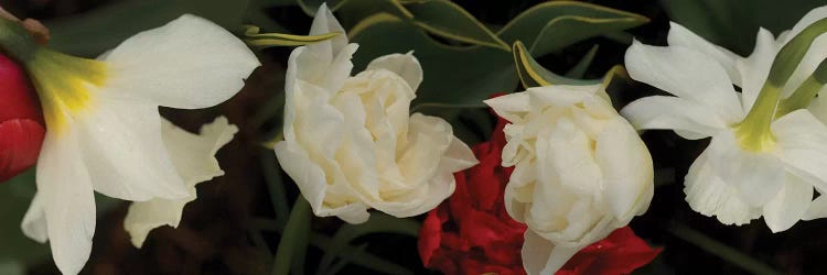 Close-Up Of Red And White Flowers In Bloom