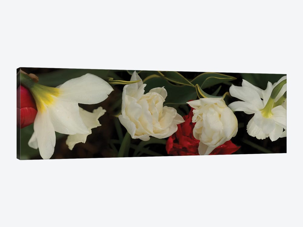 Close-Up Of Red And White Flowers In Bloom by Panoramic Images 1-piece Canvas Art