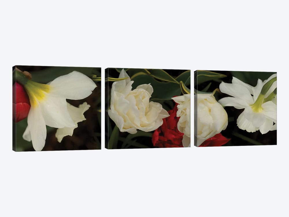 Close-Up Of Red And White Flowers In Bloom by Panoramic Images 3-piece Canvas Art
