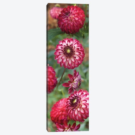 Close-Up Of Red And White Zinnia Flowers Canvas Print #PIM14507} by Panoramic Images Art Print