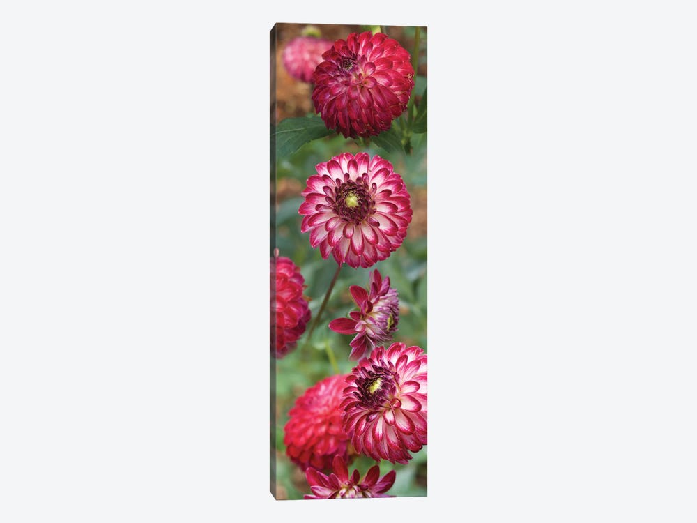 Close-Up Of Red And White Zinnia Flowers by Panoramic Images 1-piece Canvas Art Print