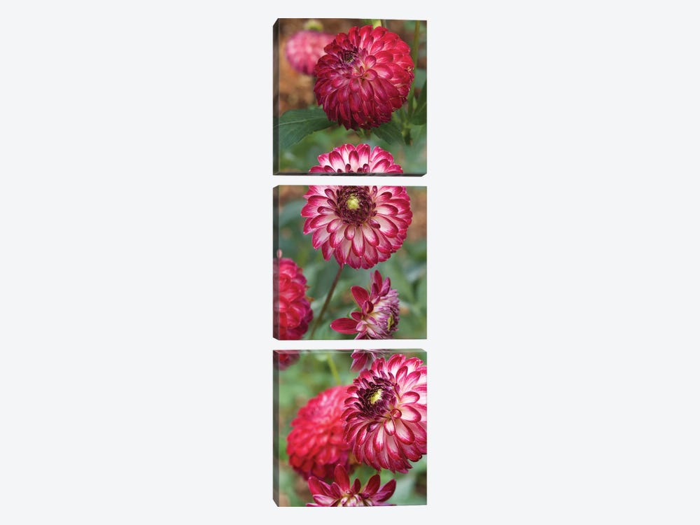 Close-Up Of Red And White Zinnia Flowers by Panoramic Images 3-piece Canvas Art Print