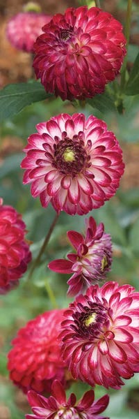 Zinnias: Close-Up Of Red And White Zinnia Flowers by Panoramic Images