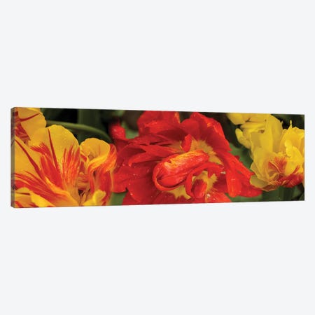 Close-Up Of Red And Yellow Tulip Flowers Canvas Print #PIM14508} by Panoramic Images Canvas Wall Art
