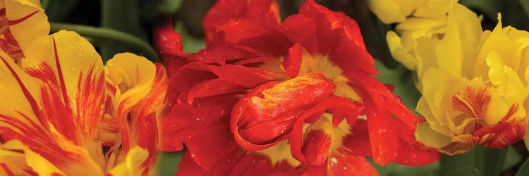 Close-Up Of Red And Yellow Tulip Flowers