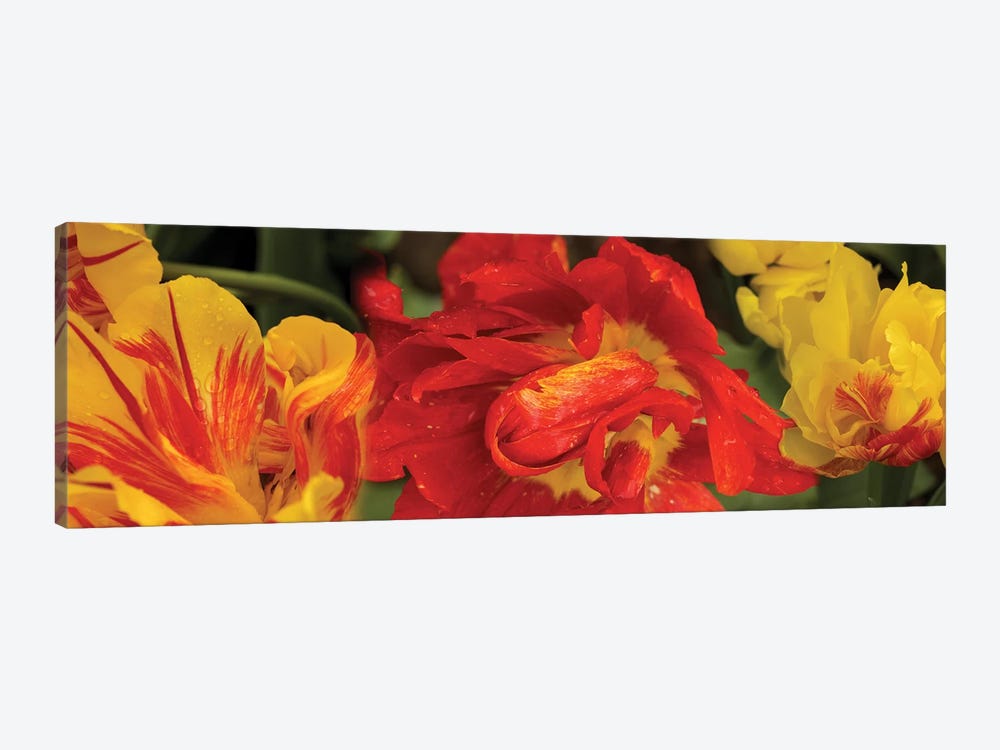 Close-Up Of Red And Yellow Tulip Flowers by Panoramic Images 1-piece Canvas Artwork