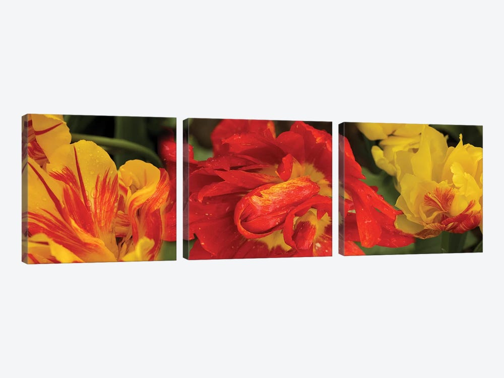 Close-Up Of Red And Yellow Tulip Flowers by Panoramic Images 3-piece Canvas Wall Art