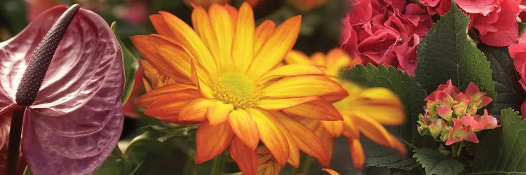 Close-Up Of Red Anthurium, Gerbera Daisy And Red Hydrangeas Flowers by Panoramic Images wall art