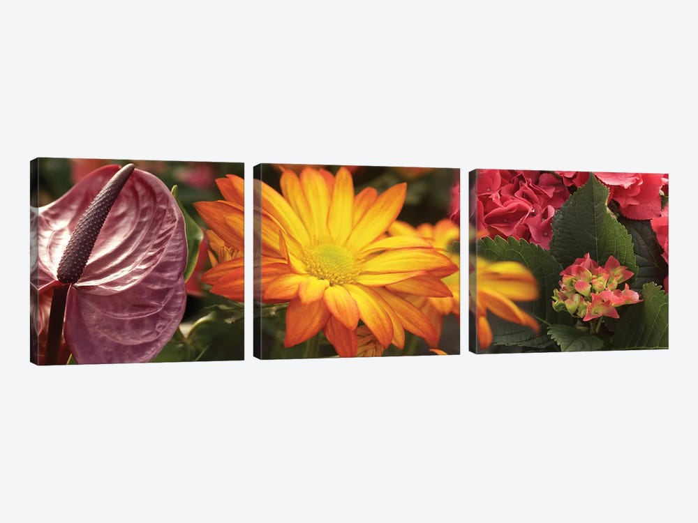 Close-Up Of Red Anthurium, Gerbera Daisy And Red Hydrangeas Flowers by Panoramic Images 3-piece Canvas Print