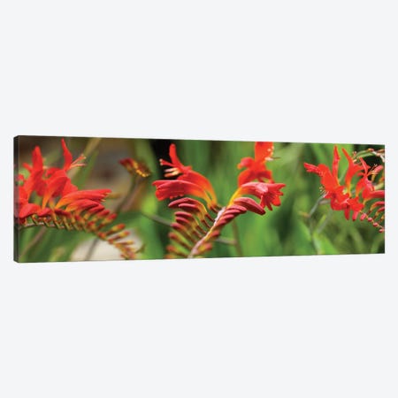 Close-Up Of Red Crocosmia Flowers Canvas Print #PIM14510} by Panoramic Images Art Print
