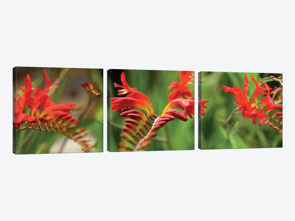 Close-Up Of Red Crocosmia Flowers by Panoramic Images 3-piece Canvas Art Print