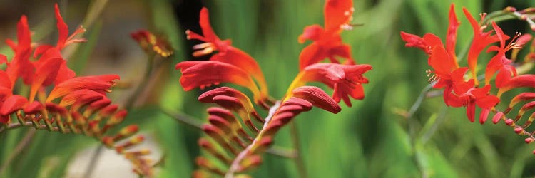 Close-Up Of Red Crocosmia Flowers