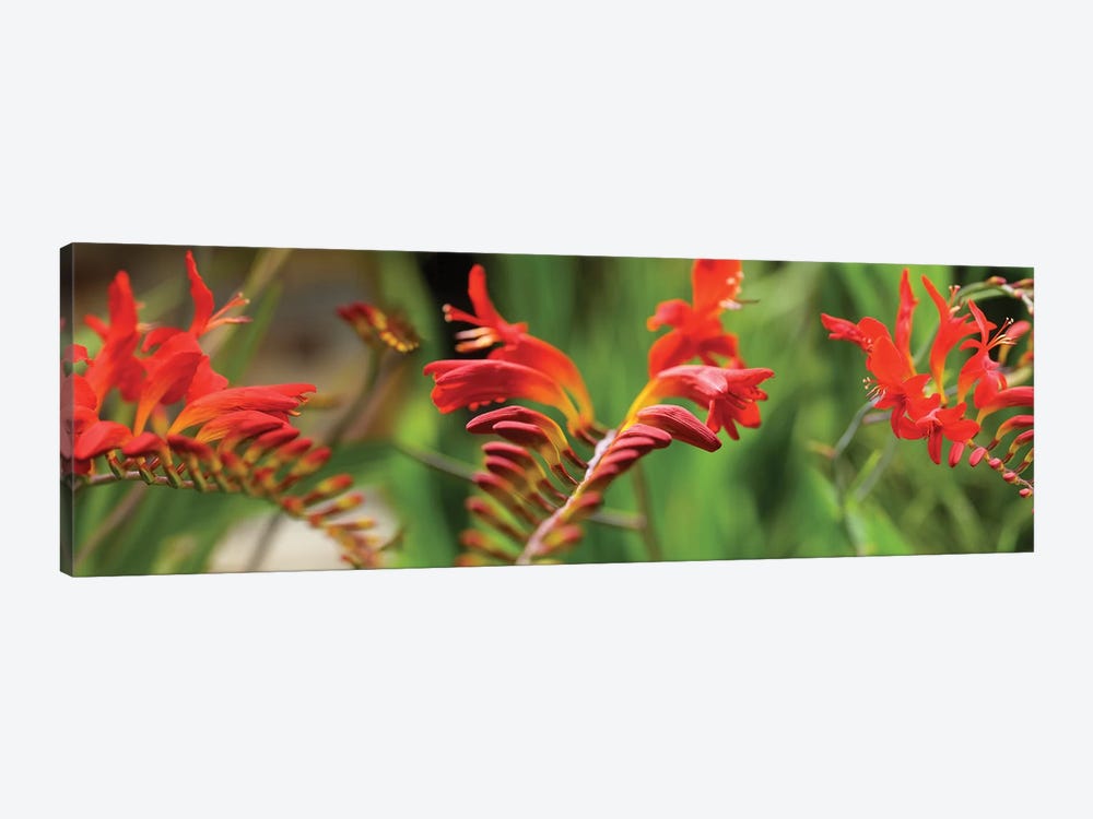 Close-Up Of Red Crocosmia Flowers by Panoramic Images 1-piece Canvas Print