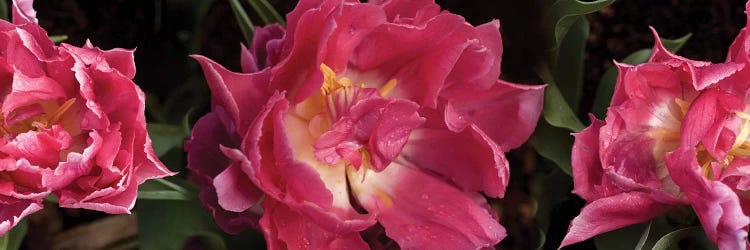 Close-Up Of Red Flowers Blooming