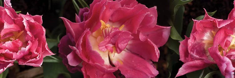 Close-Up Of Red Flowers Blooming by Panoramic Images wall art