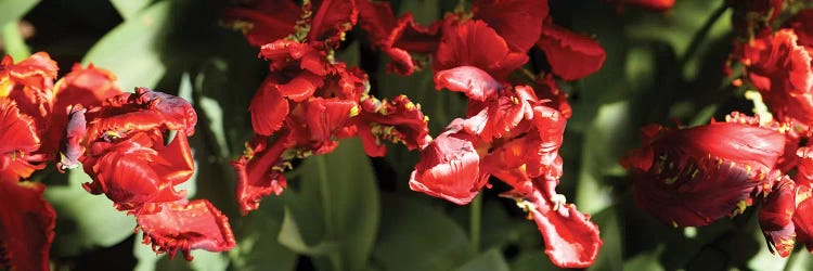 Close-Up Of Red Flowers Blooming On Plant