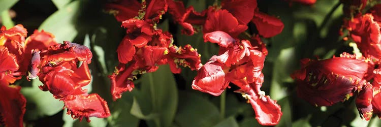 Close-Up Of Red Flowers Blooming On Plant by Panoramic Images wall art