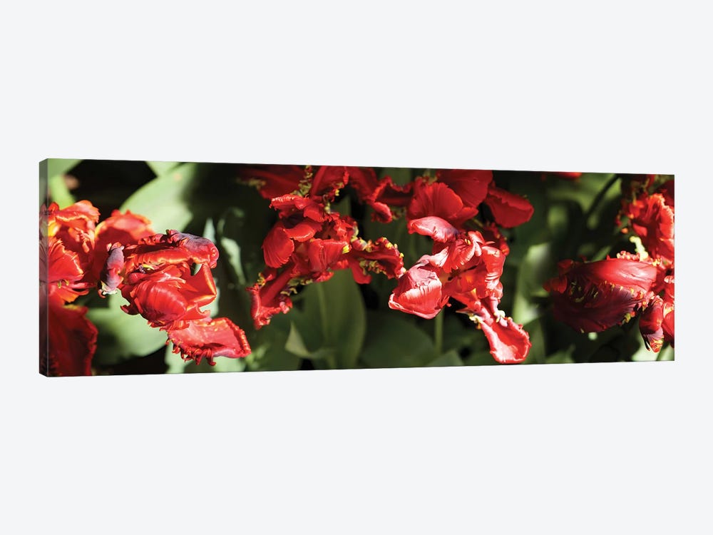 Close-Up Of Red Flowers Blooming On Plant by Panoramic Images 1-piece Canvas Art Print