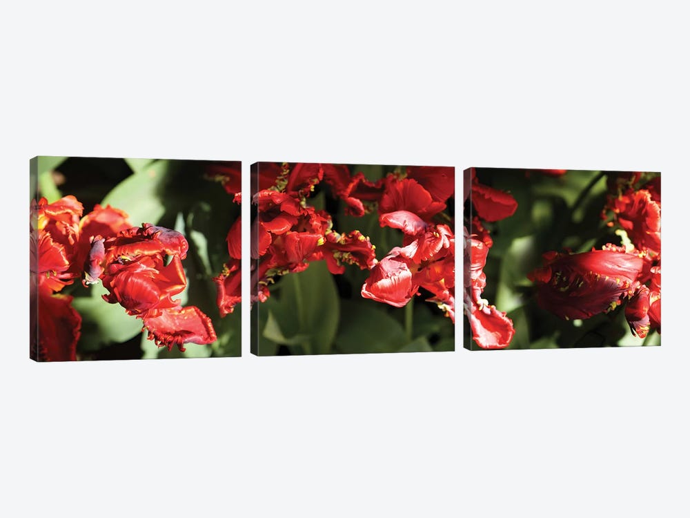 Close-Up Of Red Flowers Blooming On Plant by Panoramic Images 3-piece Art Print