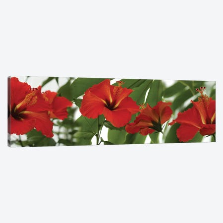 Close-Up Of Red Hibiscus Flowers Canvas Print #PIM14513} by Panoramic Images Canvas Art Print