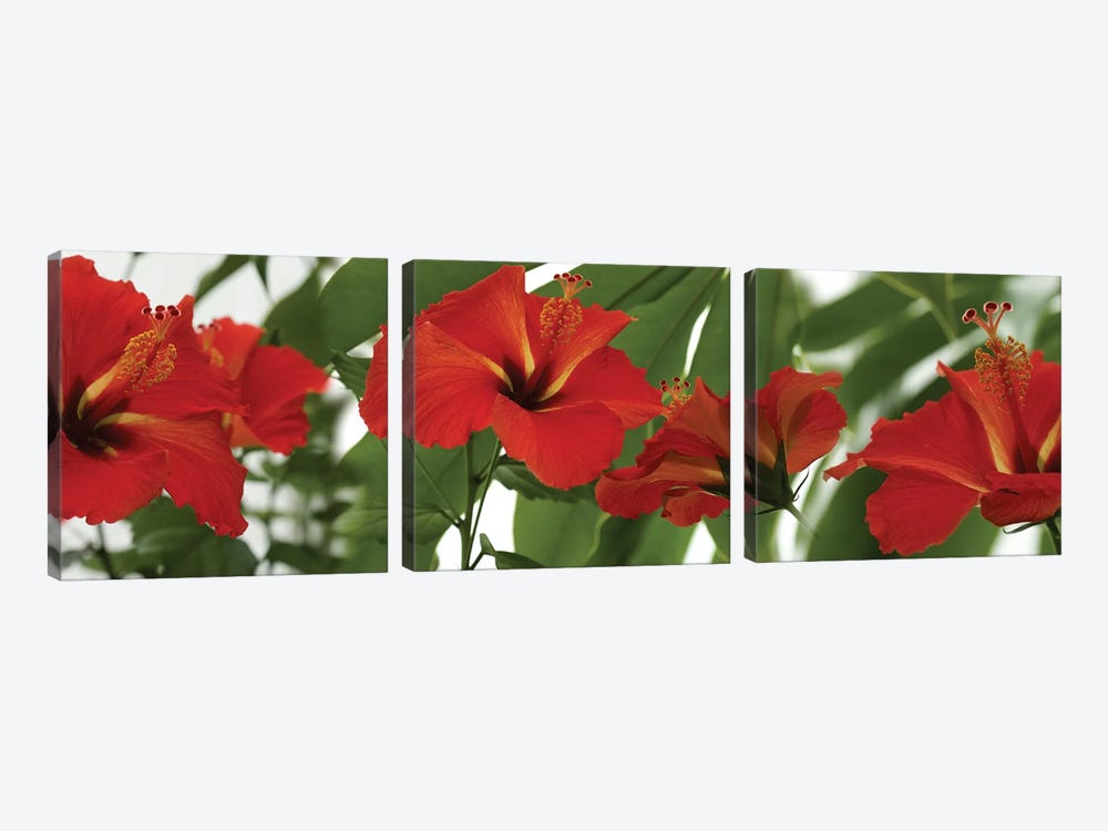 Close-Up Of Red Hibiscus Flowers by Panoramic Images 3-piece Canvas Artwork