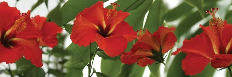 Close-Up Of Red Hibiscus Flowers