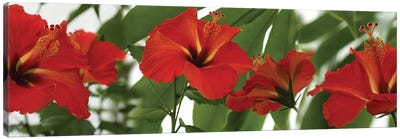 Close-Up Of Red Hibiscus Flowers Canvas Art Print - Hibiscus Art