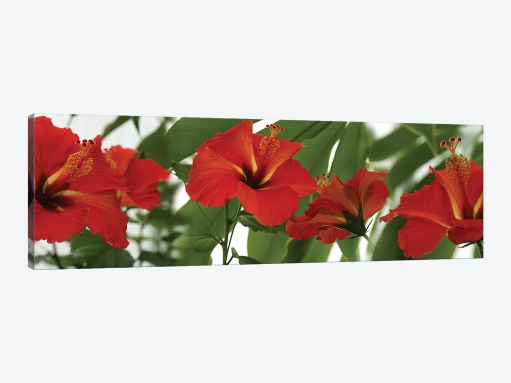 Close-Up Of Red Hibiscus Flowers by Panoramic Images 1-piece Canvas Artwork
