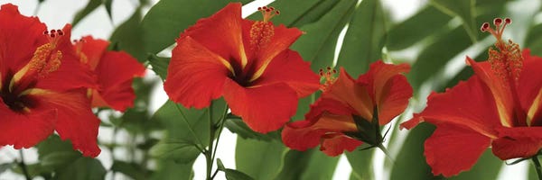 Hibiscuses: Close-Up Of Red Hibiscus Flowers by Panoramic Images