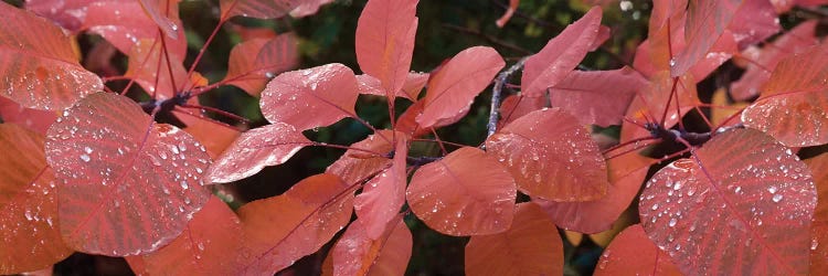 Close-Up Of Red Leaves In The Rain I