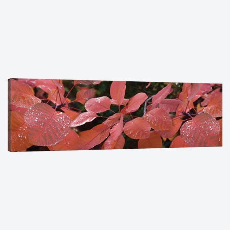 Close-Up Of Red Leaves In The Rain I Canvas Print #PIM14514} by Panoramic Images Canvas Artwork