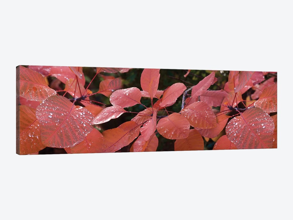 Close-Up Of Red Leaves In The Rain I by Panoramic Images 1-piece Art Print