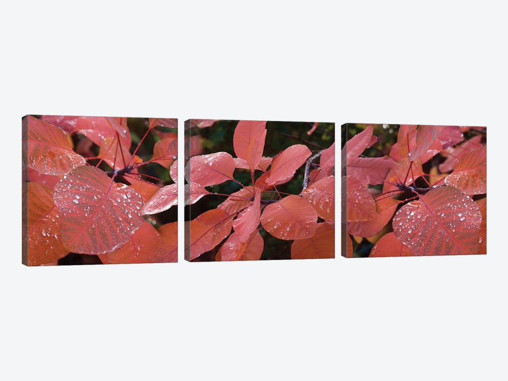 Close-Up Of Red Leaves In The Rain I by Panoramic Images 3-piece Canvas Art Print