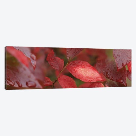 Close-Up Of Red Leaves In The Rain II Canvas Print #PIM14515} by Panoramic Images Canvas Artwork
